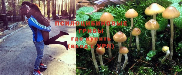 крисы Баксан
